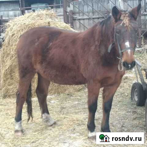 Лошади Верхнеяркеево - изображение 1