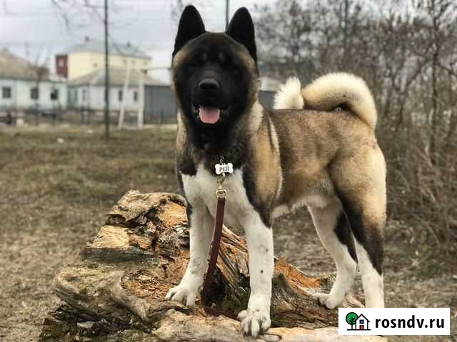 Акита вязка Короча - изображение 1