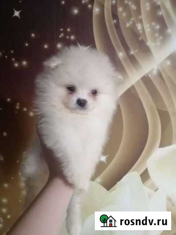 Шпицульки Саратов - изображение 1