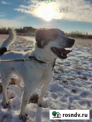 Собака девочка молодая бесплатно Екатеринбург - изображение 1