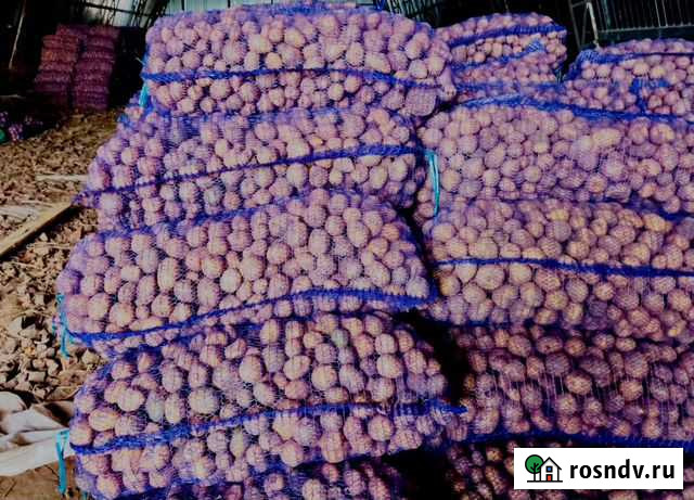 Картофель Елец - изображение 1