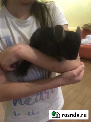 Шиншилла эбони экстра Екатеринбург - изображение 1