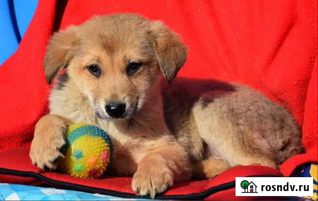 Мальчик щенок Зарайск - изображение 1