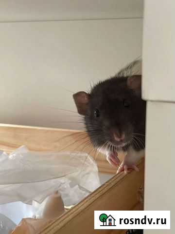 Декоративная крыса Одинцово - изображение 1