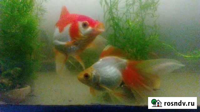 Аквариум с золотыми рыбками Феодосия - изображение 1