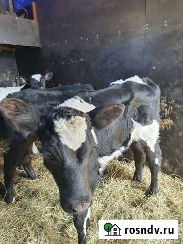 Телята бычки 1го до 3х месяцев Липецк - изображение 1