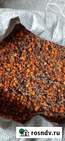 Облепиха (изюм) Абакан - изображение 1