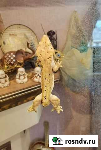 Реснитчатый бананоед Тверь - изображение 1