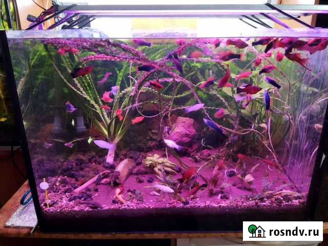 Аквариум Тетюши - изображение 1