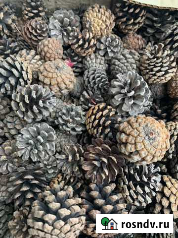 Шишки еловые, декоративной сосны и др Раменское - изображение 1