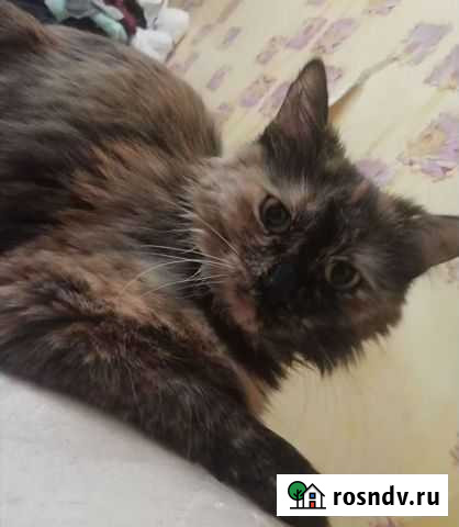 Кошки Балаково - изображение 1