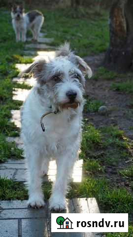 Небольшая собака в добрые руки в дар Рассел Санкт-Петербург - изображение 1