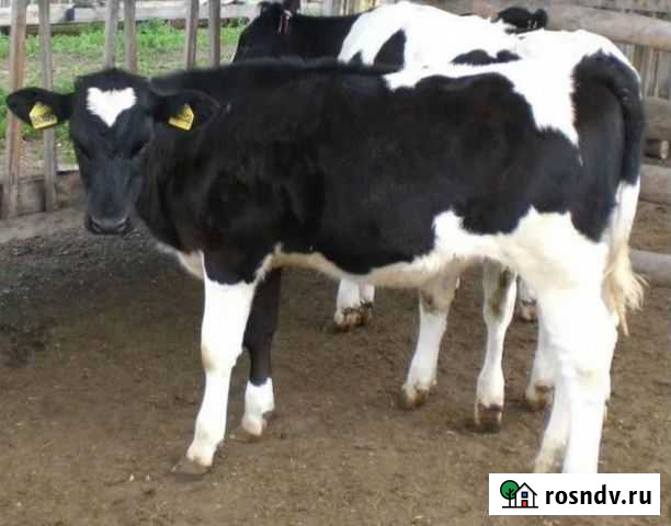 Бычки Телята Грязи - изображение 1