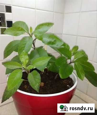 Джинура - мало в России известное от 100 болезн Махачкала - изображение 1