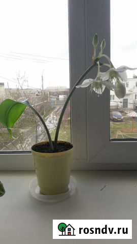 Амазонская лилия Безенчук - изображение 1