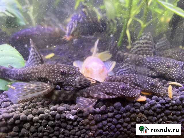 Сомики-анцистры взрослые Ступино - изображение 1