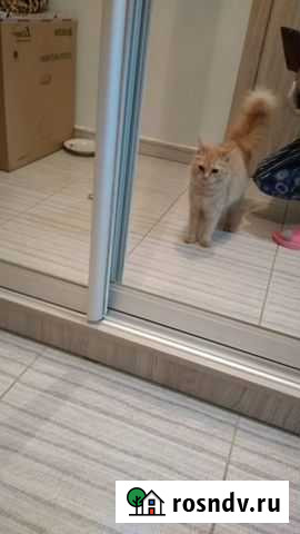 Отдам в добрые руки Таганрог - изображение 1