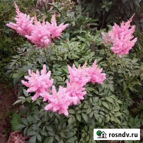 Астильба, монарда, армерия,бадан -Многолетние цвет Санкт-Петербург - изображение 1