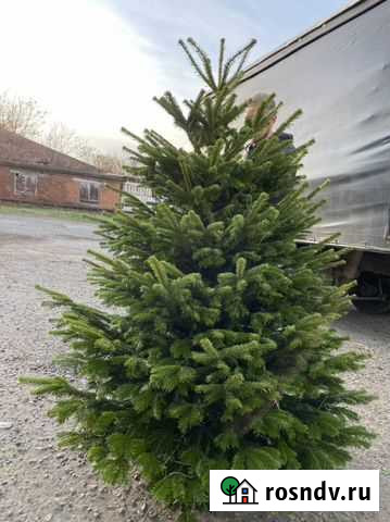 Пихта Nordmann дания с доставкой Краснодар - изображение 1