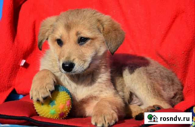 Щенок в добрые руки Озёры - изображение 1