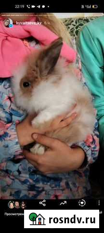 Кролики -игрушки Тольятти - изображение 1