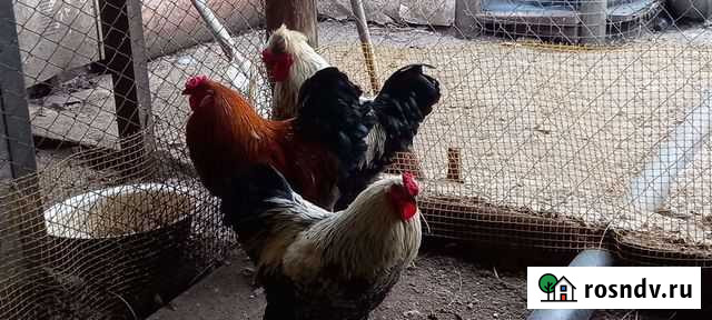 Петух брама, хохлатый Калач - изображение 1