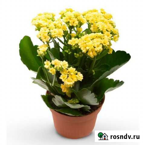 Каланхоэ Нефтекамск - изображение 1