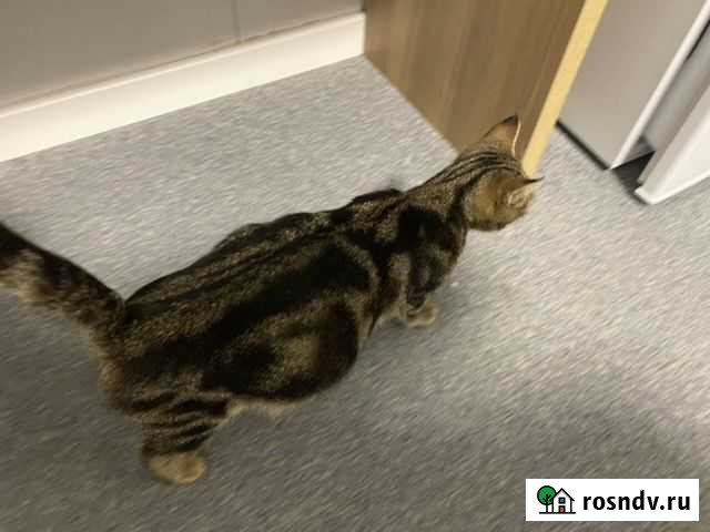 Бенгальская кошка Сочи - изображение 1