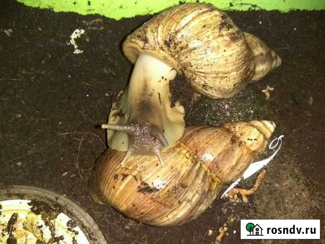 Улитка Ахатин Хадыженск - изображение 1