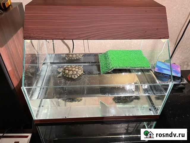 Красноухая черепаха с аквариумом Ростов-на-Дону - изображение 1