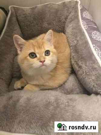 Котик золотая шиншилла Рязань