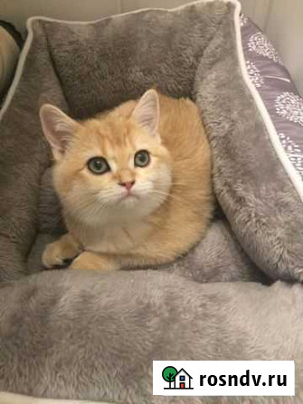 Котик золотая шиншилла Рязань - изображение 1