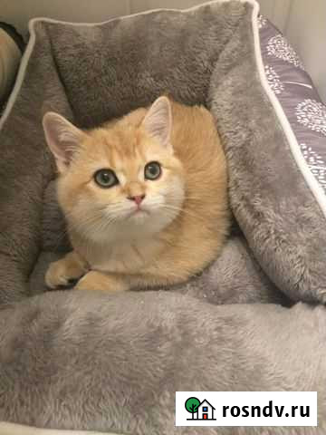 Котик золотая шиншилла Рязань - изображение 1