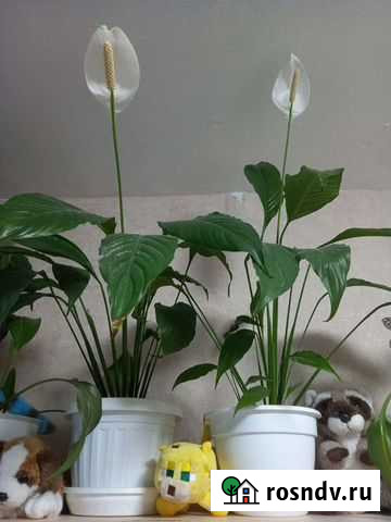 Спатифиллум Соликамск - изображение 1