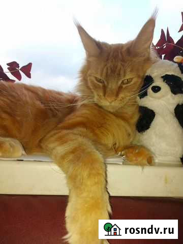 Мейн-кун Санкт-Петербург - изображение 1