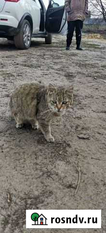 Кошечка Урюпинск - изображение 1