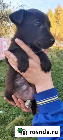 Щенки карапузы в добрые руки Собинка - изображение 1