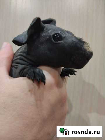 Морская свинка скинни Киров - изображение 1