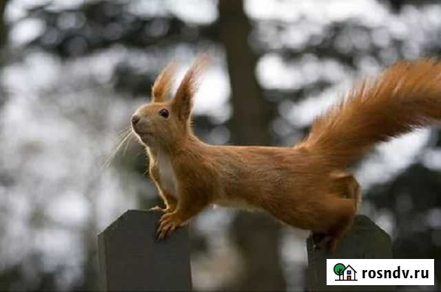 Белка европейская Казань - изображение 1