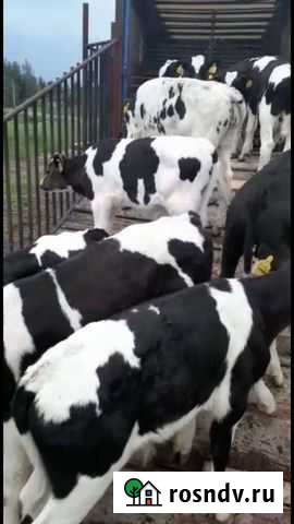 Телята Красный Яр - изображение 1