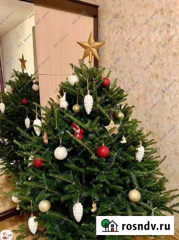 Живые пихты с доставкой Москва - изображение 1