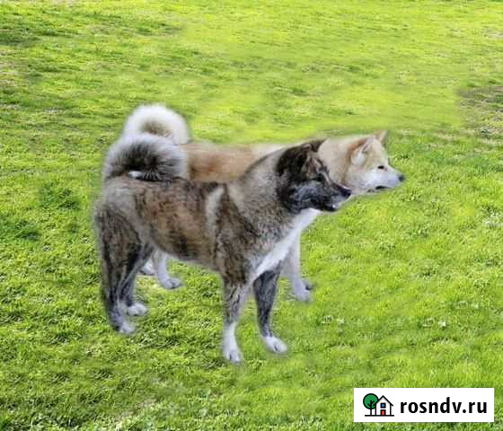 Собаки Акита-Ину Йошкар-Ола - изображение 1