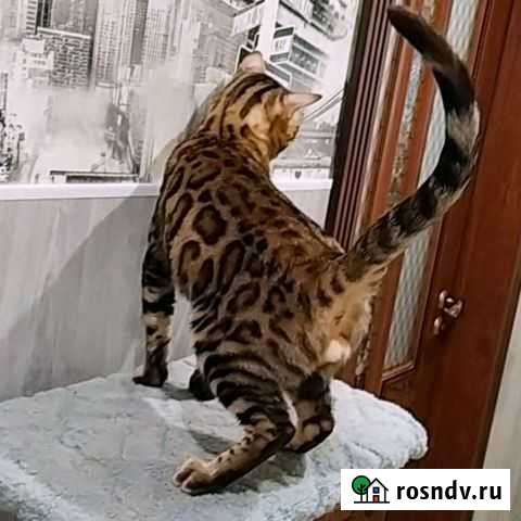 Бенгальская(Вязка) Екатеринбург - изображение 1