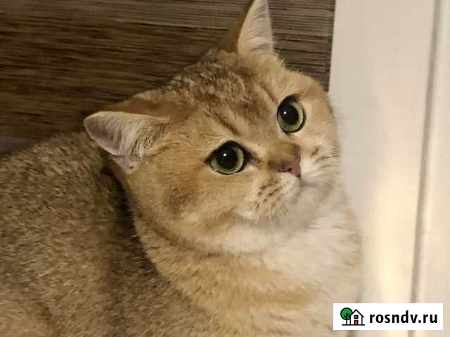 Золотая кошечка 7 мес Москва - изображение 1