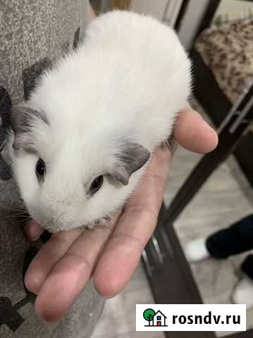 Морская свинка Калифорния Серпухов - изображение 1