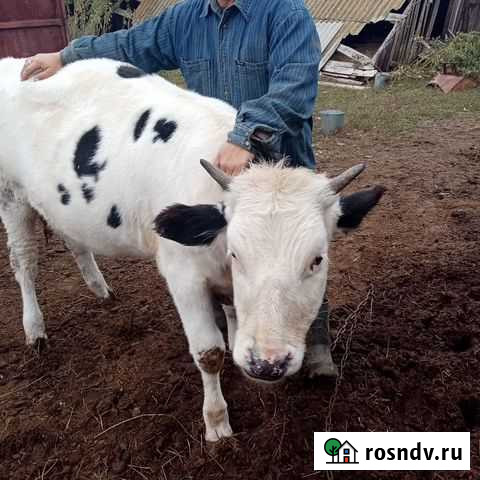 Телка 1 год Петров Вал - изображение 1