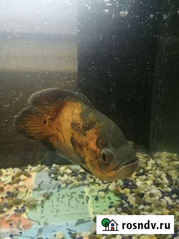 Астронотус Дмитров - изображение 1