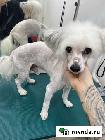 Китайская хохлатая пуховая Санкт-Петербург - изображение 1