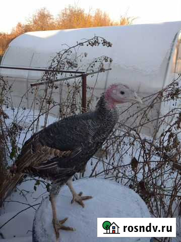 Индюки Сергач - изображение 1