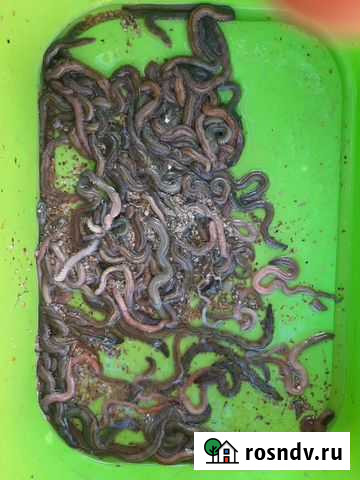 Черви лиманные Геленджик - изображение 1